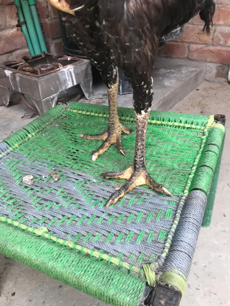 shamo female — photo 2