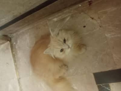 Title:  2 Persian Kittens for Sale Rs:1300 both