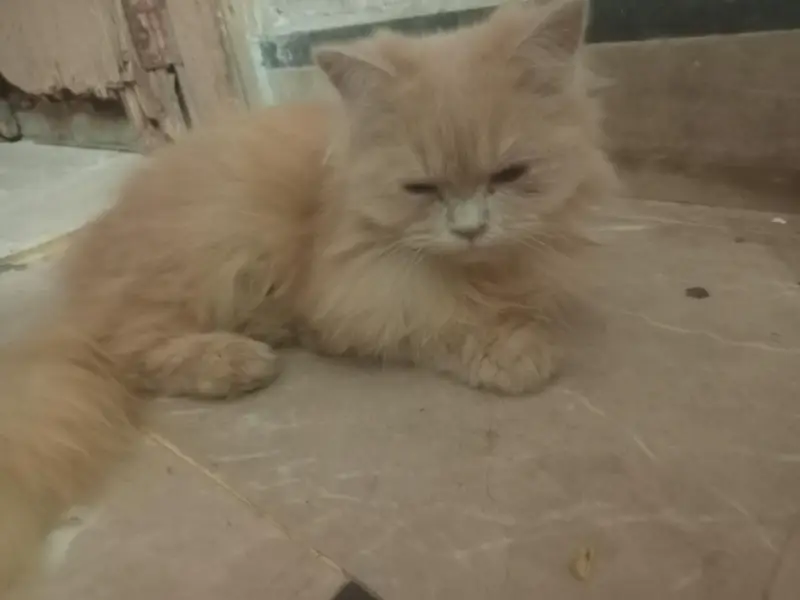 2 Persian Kittens for Sale Rs:1300 both — photo 2