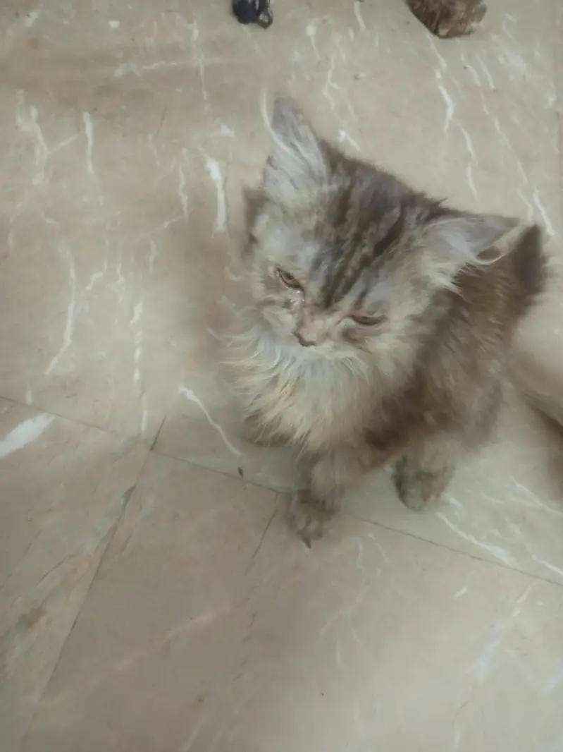 2 Persian Kittens for Sale Rs:1300 both — photo 3