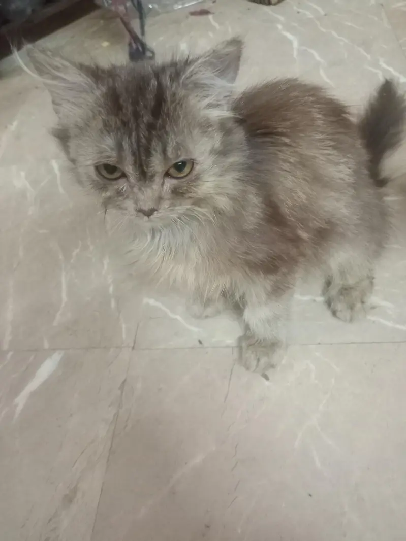 2 Persian Kittens for Sale Rs:1300 both — photo 4