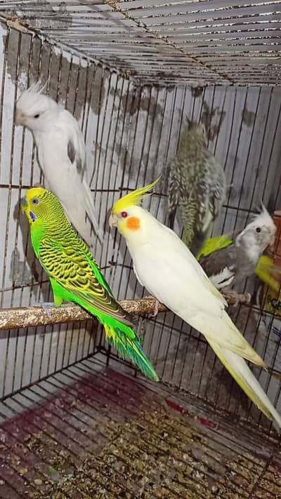 Breeder Cocktails Female Available+ Handtamed Cocktail + Australian