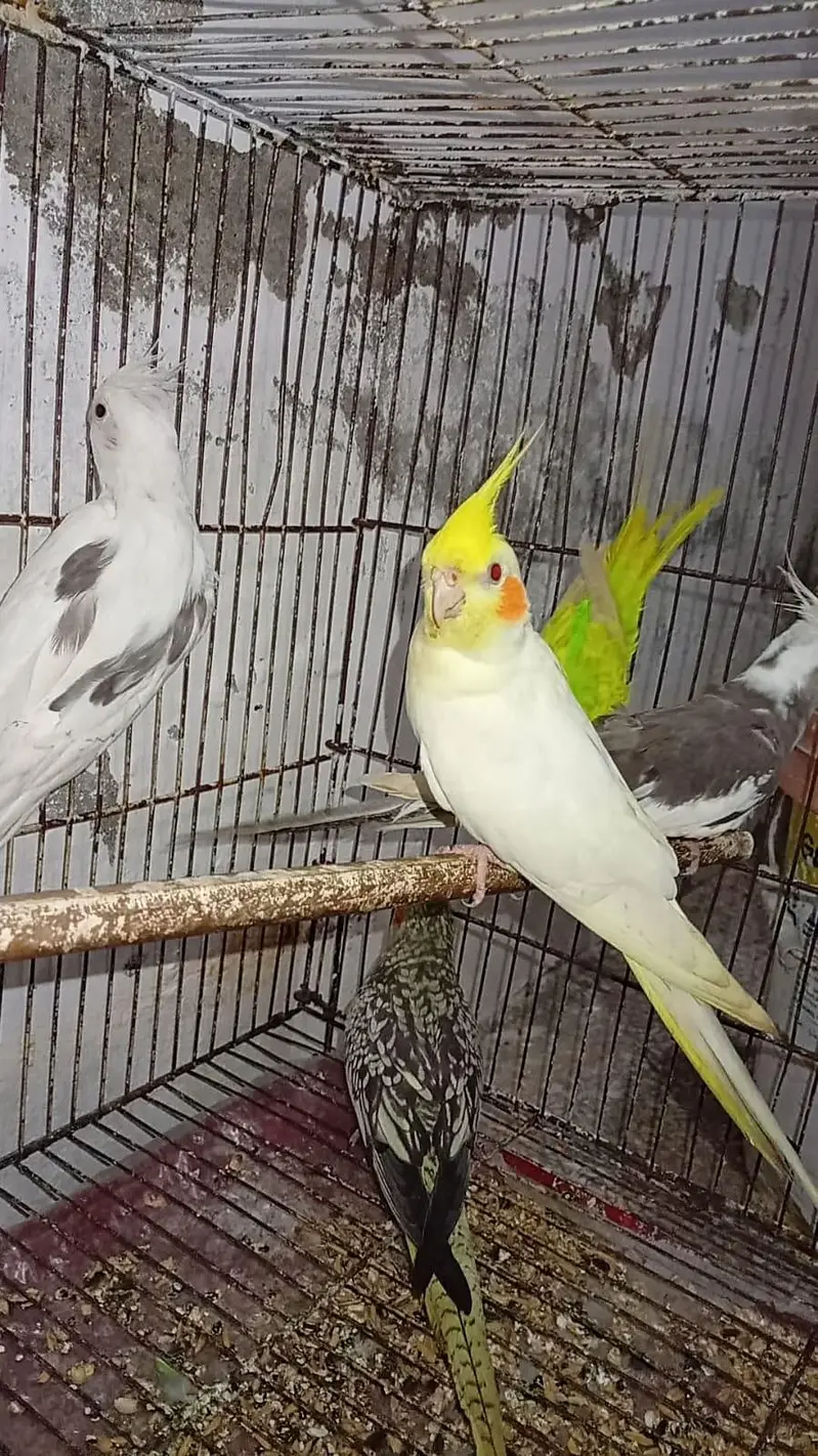 Breeder Cocktails Female Available+ Handtamed Cocktail + Australian — photo 2