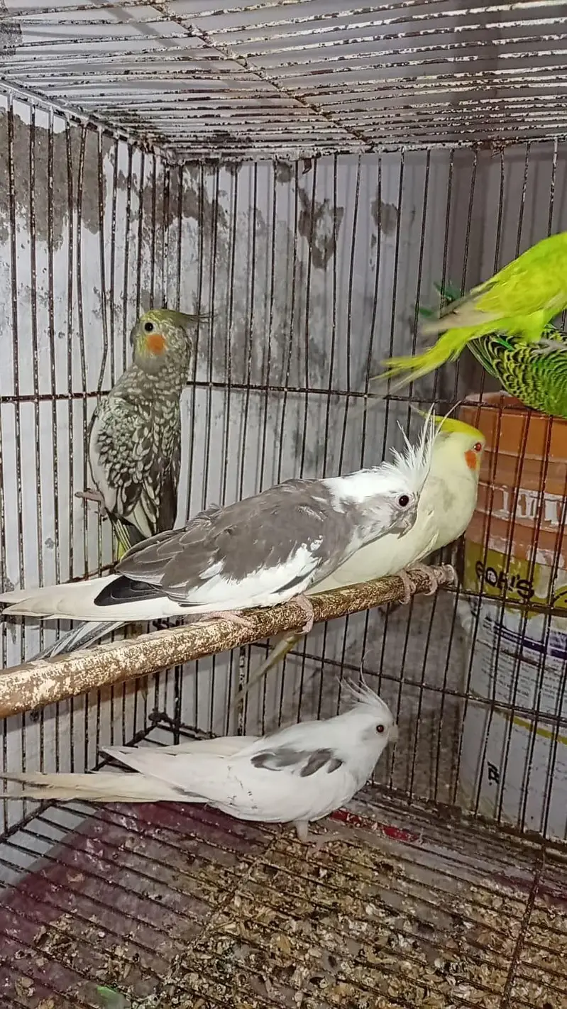 Breeder Cocktails Female Available+ Handtamed Cocktail + Australian — photo 3