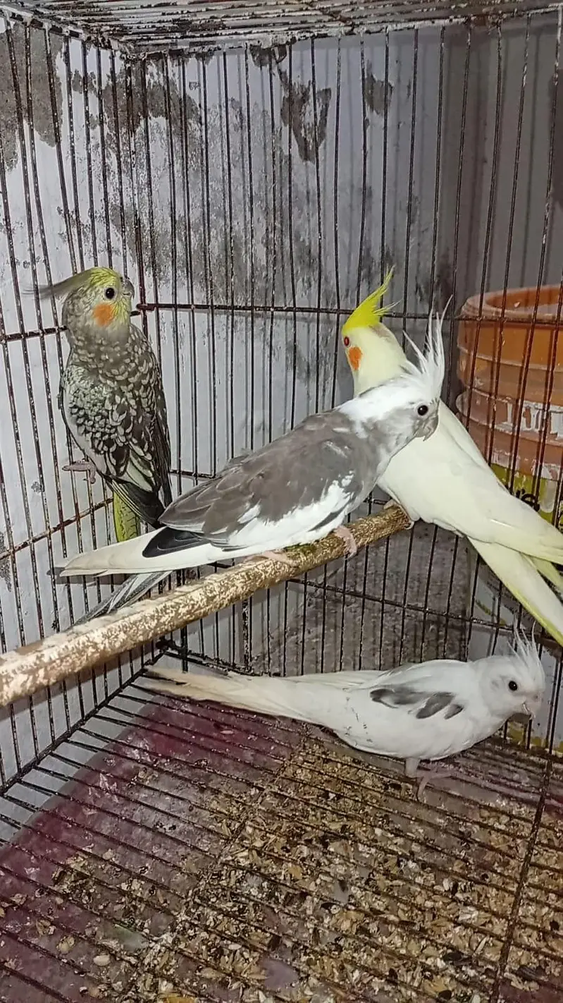 Breeder Cocktails Female Available+ Handtamed Cocktail + Australian — photo 4