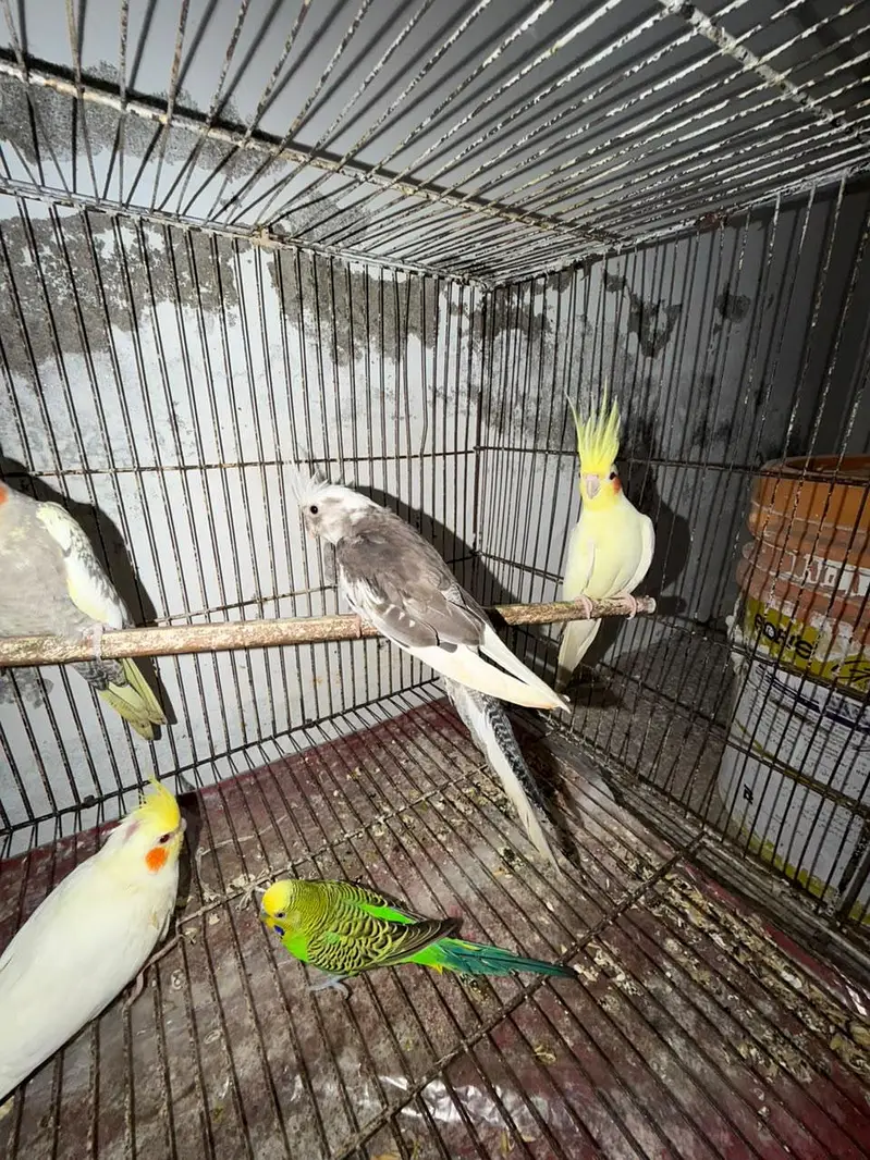 Breeder Cocktails Female Available+ Handtamed Cocktail + Australian — photo 5