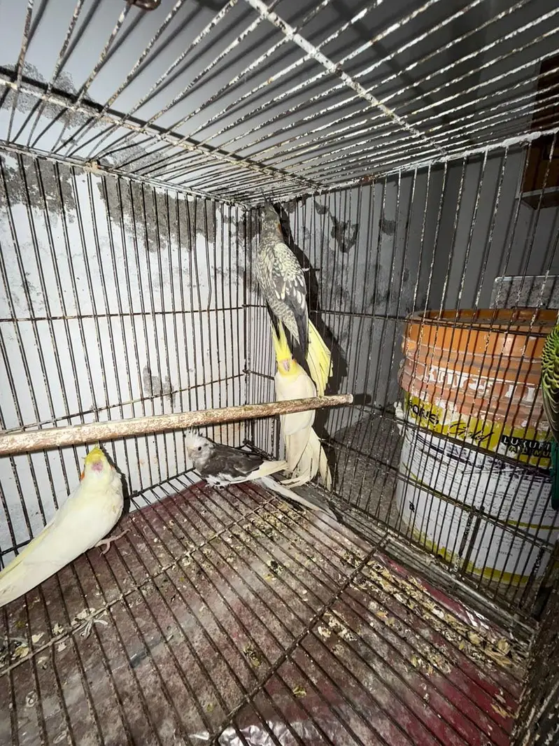 Breeder Cocktails Female Available+ Handtamed Cocktail + Australian — photo 6