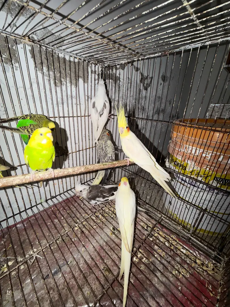 Breeder Cocktails Female Available+ Handtamed Cocktail + Australian — photo 7