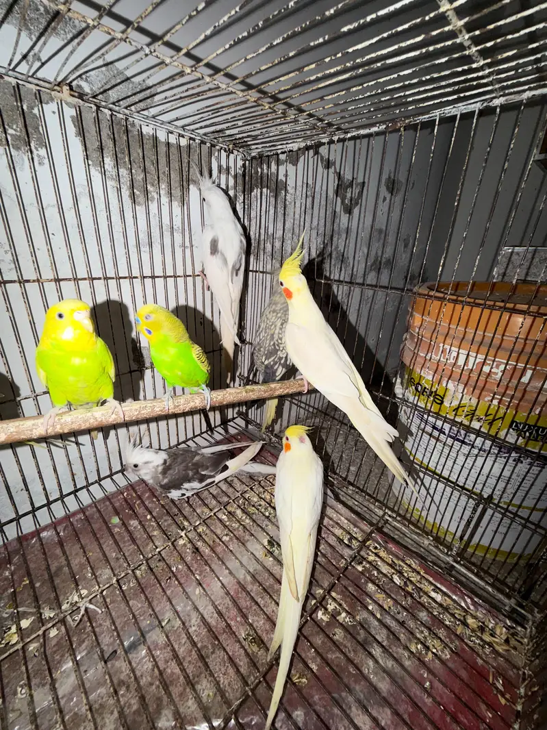 Breeder Cocktails Female Available+ Handtamed Cocktail + Australian — photo 8