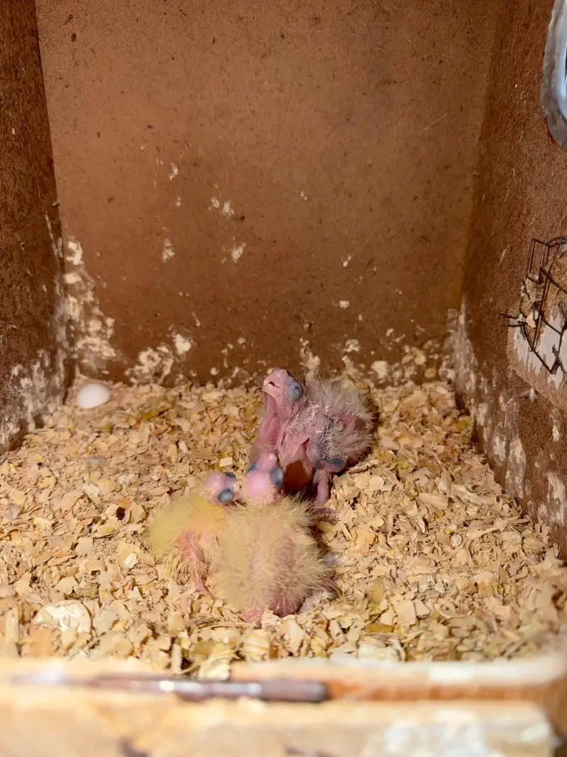 Breeder Cocktails Female Available+ Handtamed Cocktail + Australian — photo 9
