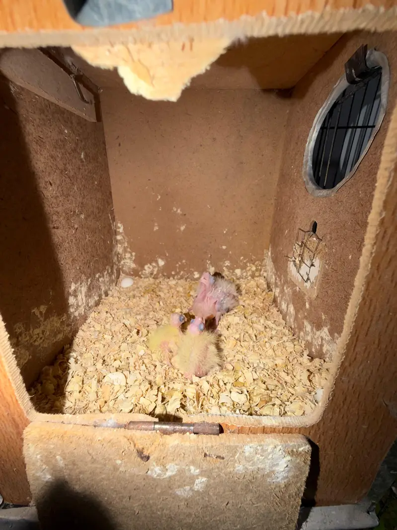 Breeder Cocktails Female Available+ Handtamed Cocktail + Australian — photo 10