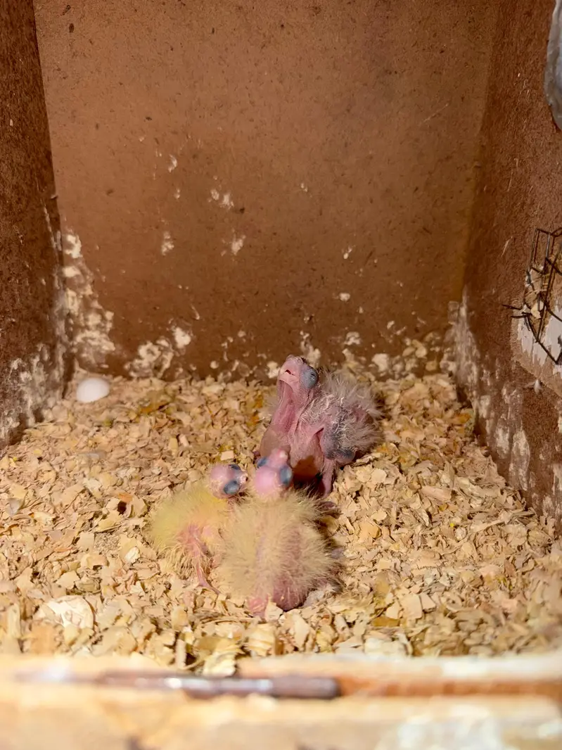 Breeder Cocktails Female Available+ Handtamed Cocktail + Australian — photo 11