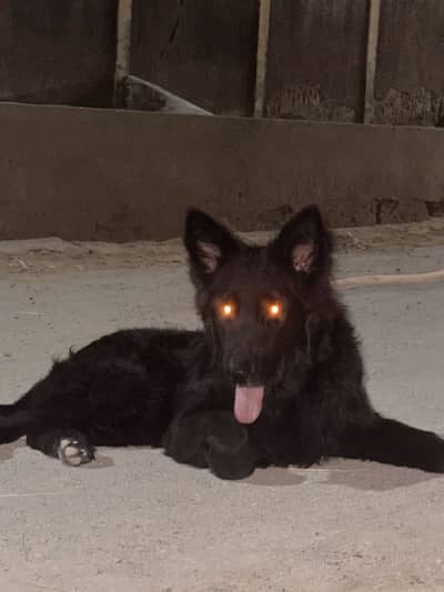 Black German Shepherd Imported bloodline