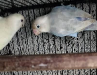 Albino breeder female, fellow patta age 6 months and cage 1.5x1.5