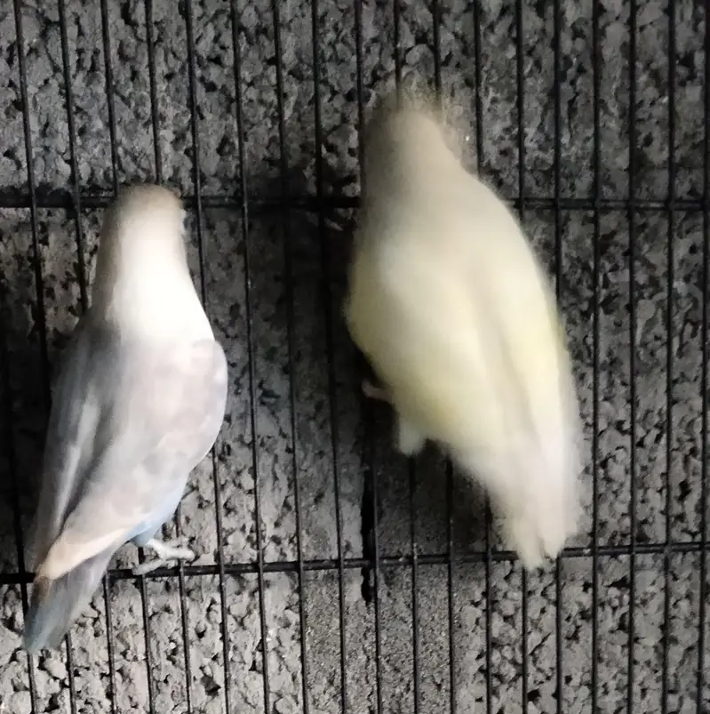 Albino breeder female, fellow patta age 6 months and cage 1.5x1.5 — photo 2