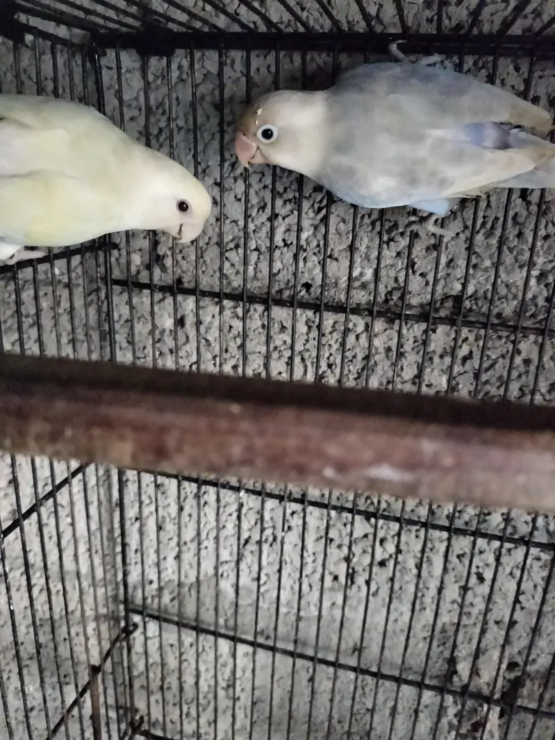 Albino breeder female, fellow patta age 6 months and cage 1.5x1.5 — photo 3
