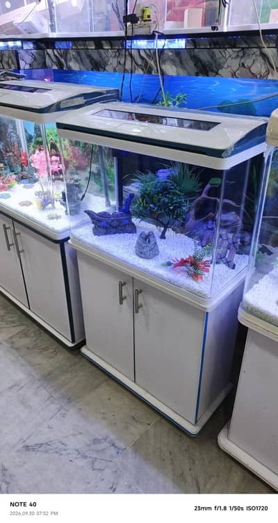 fish aquarium