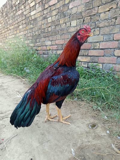 Jehlum Aseel Mugha