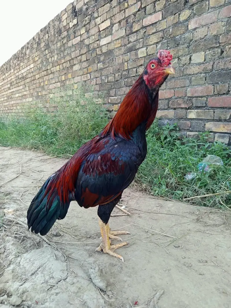 Jehlum Aseel Mugha — photo 2