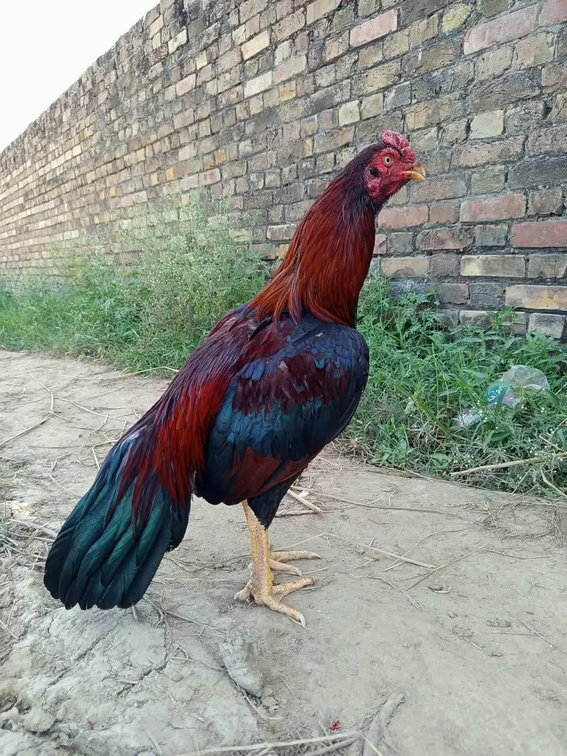 Jehlum Aseel Mugha — photo 3