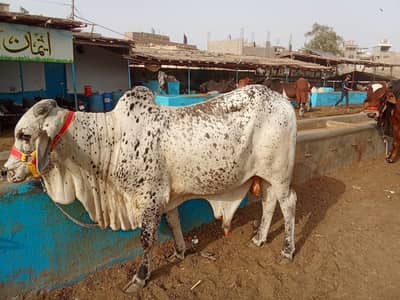 Desi Punjab Breed Bachra Naapjhalar Wala Available