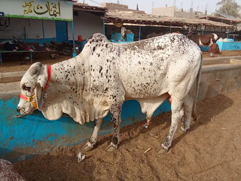 Desi Punjab Breed Bachra Naapjhalar Wala Available — photo 2
