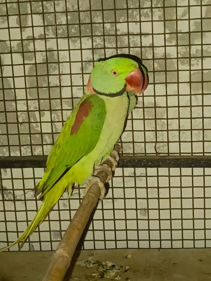 Raw Parrot Pair — photo 6