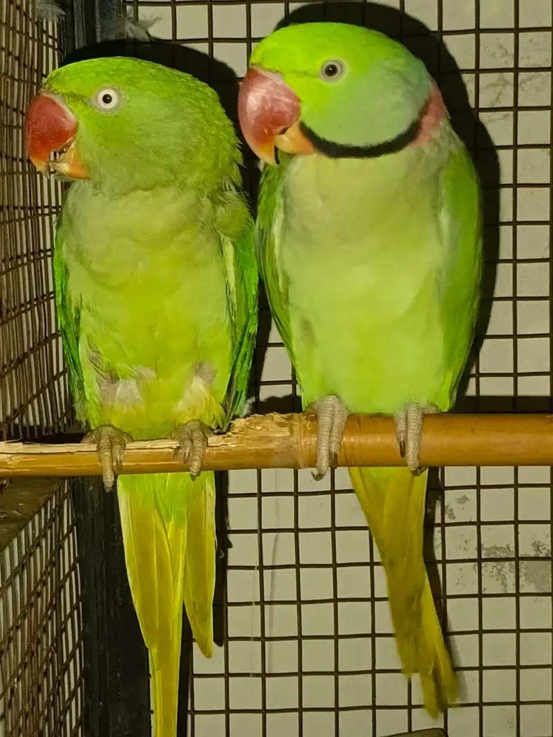 Raw Parrot Pair — photo 7