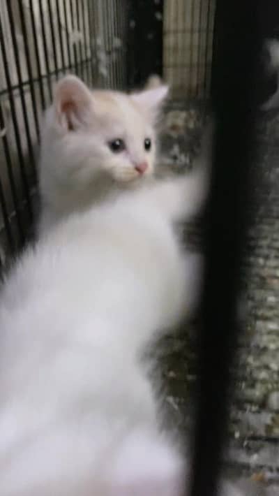 Kitten With Female for sale