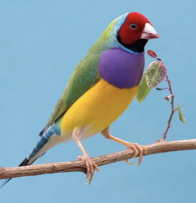 lady gouldian finche