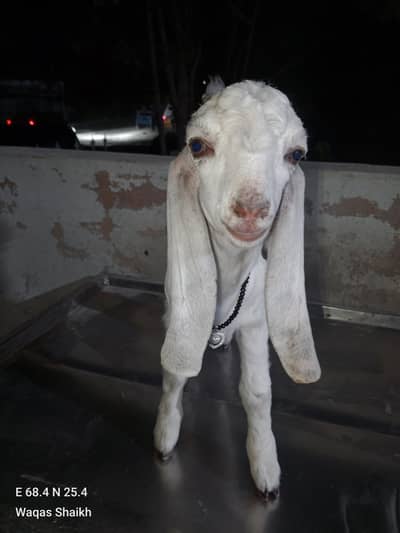 Doodh pita he bacha