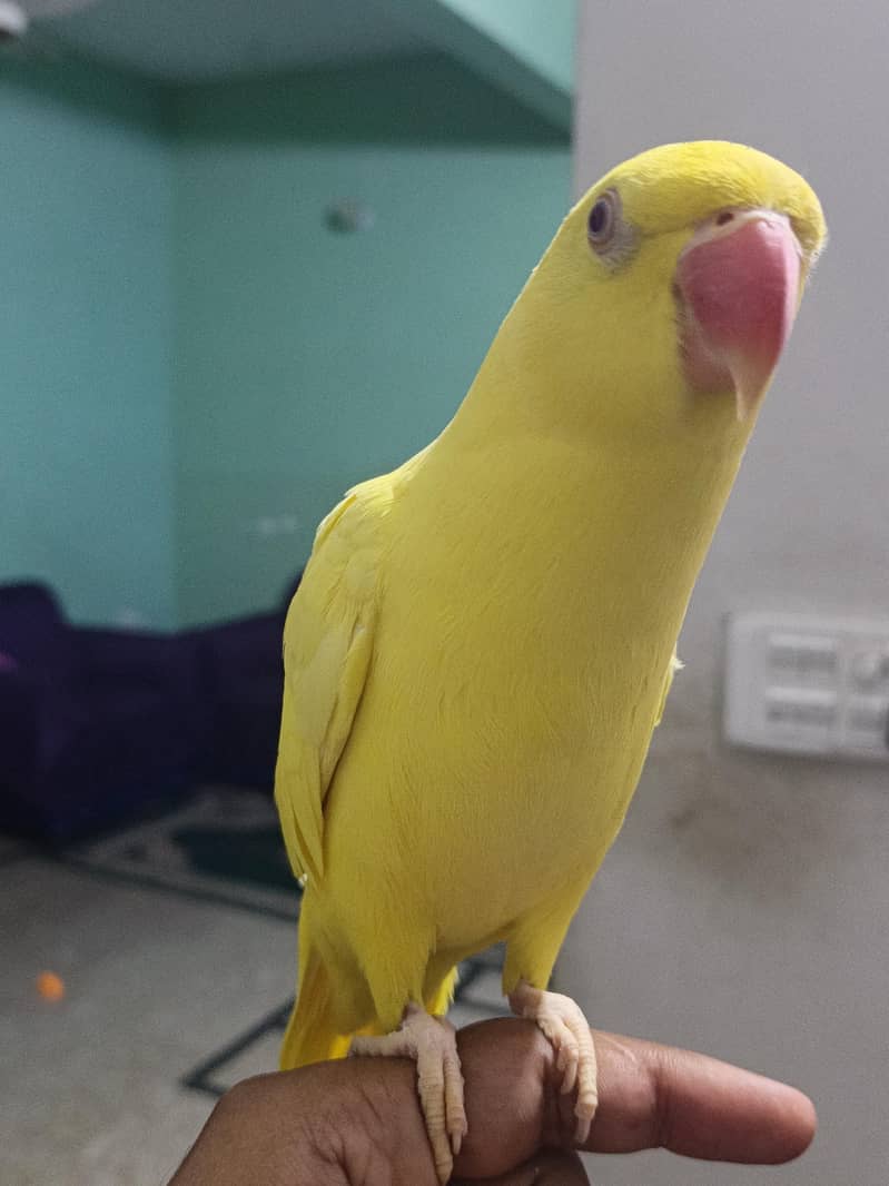 yellow ringneck 0