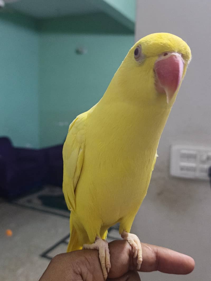 yellow ringneck 1