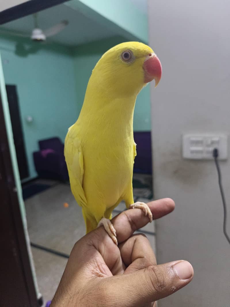 yellow ringneck 2