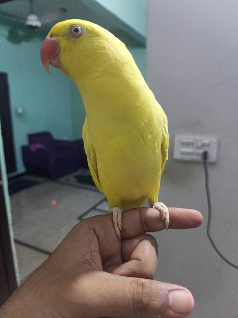 yellow ringneck 3