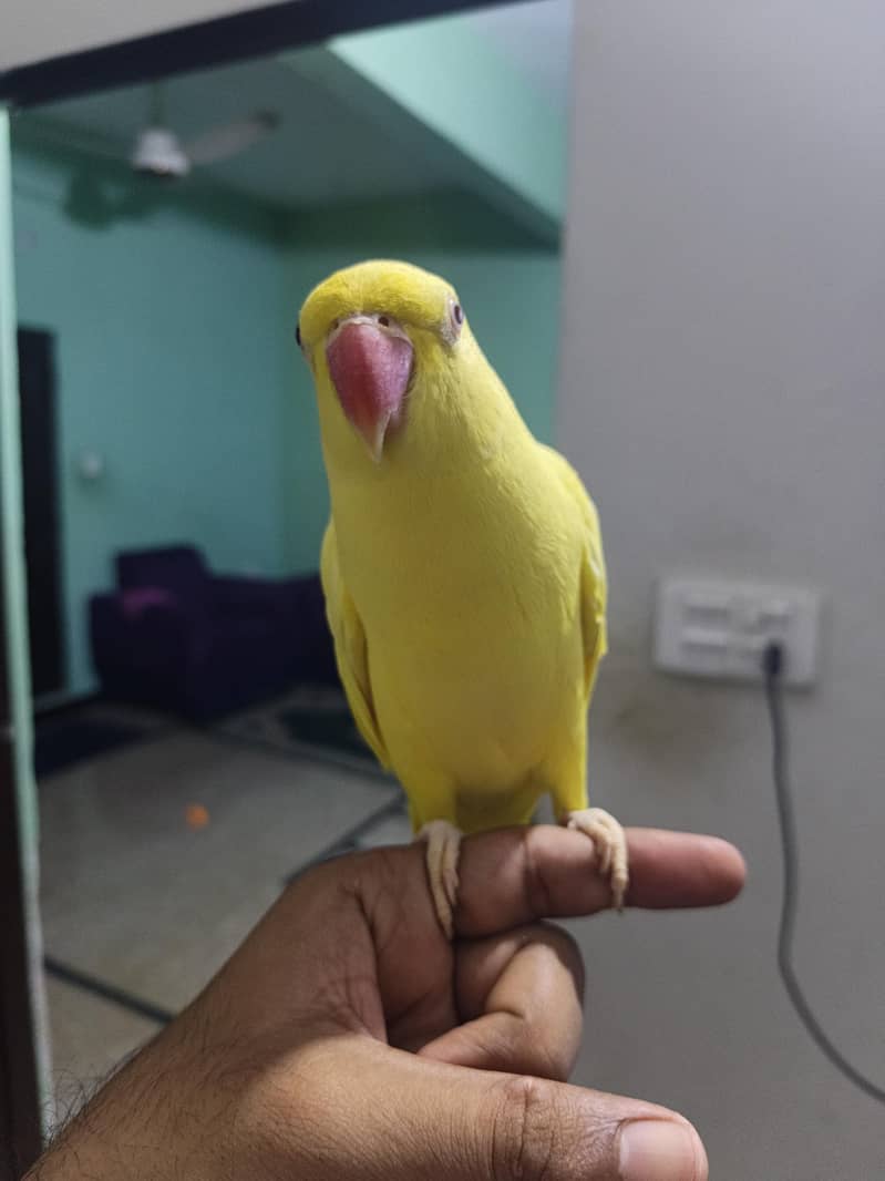 yellow ringneck 4