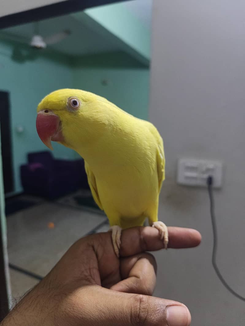 yellow ringneck 5