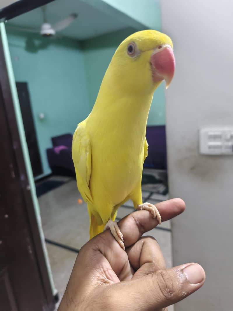 yellow ringneck 6