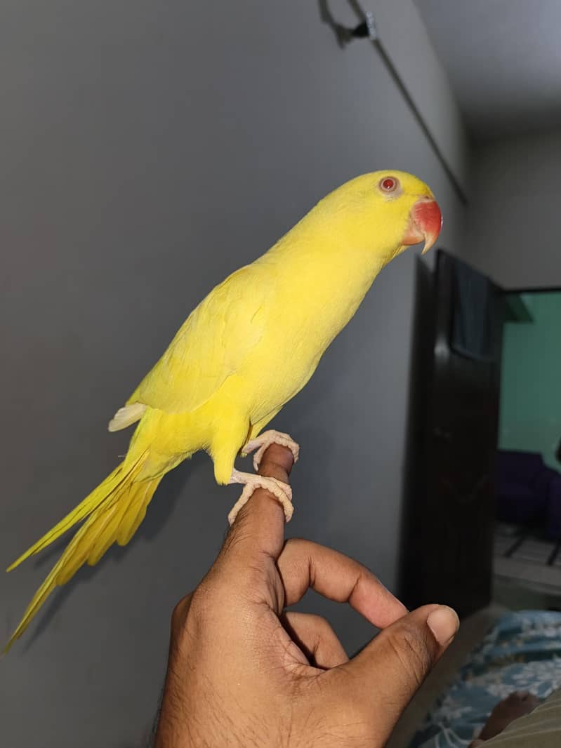 yellow ringneck 7