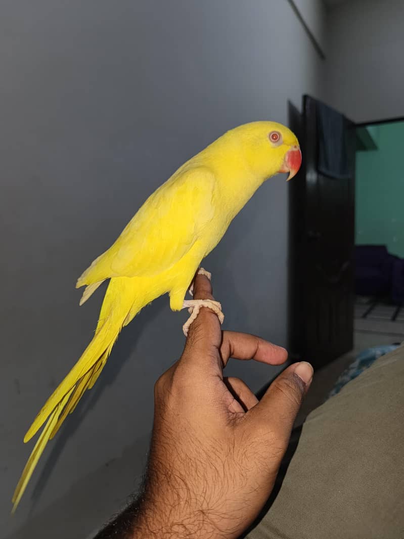 yellow ringneck 8