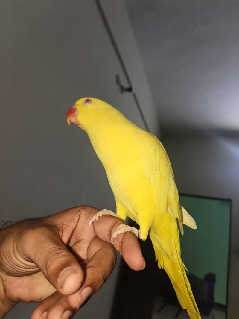 yellow ringneck 9