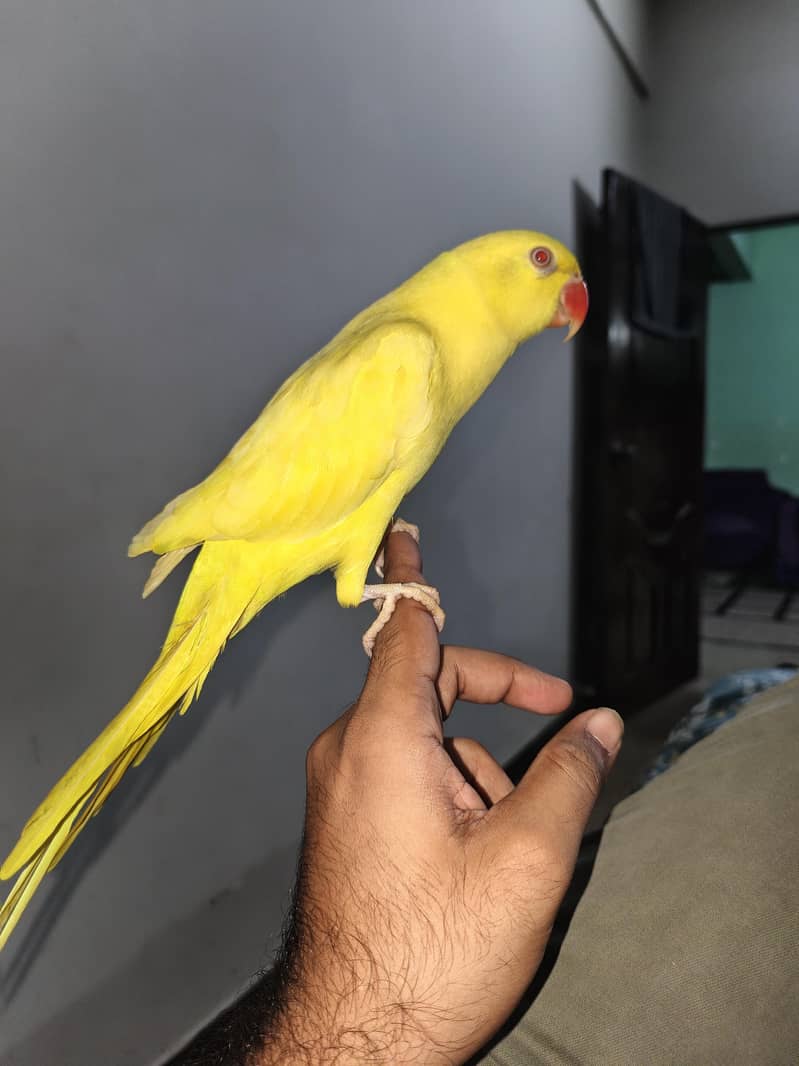yellow ringneck 10
