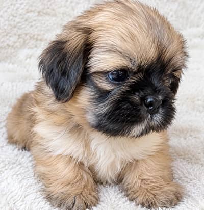 Female Shih Tzu Puppy – 25 Days Old