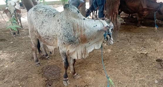cholistani bachra