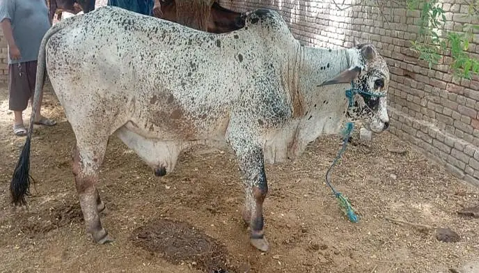 cholistani bachra — photo 2