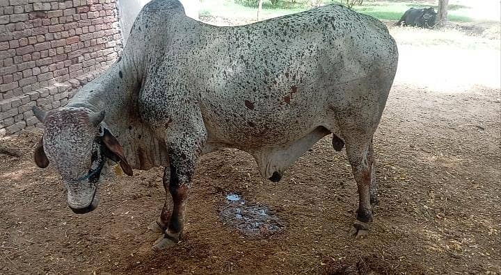 cholistani bachra 2