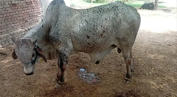 cholistani bachra — photo 3