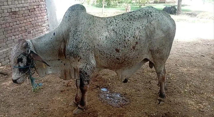 cholistani bachra — photo 4