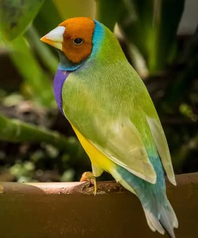 Lady gouldian finch