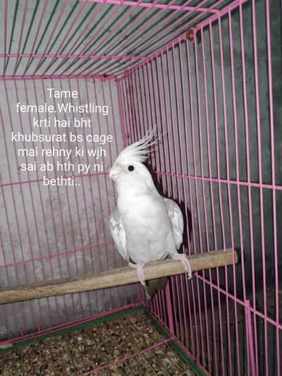 Selling My Setup All Birds & Cages